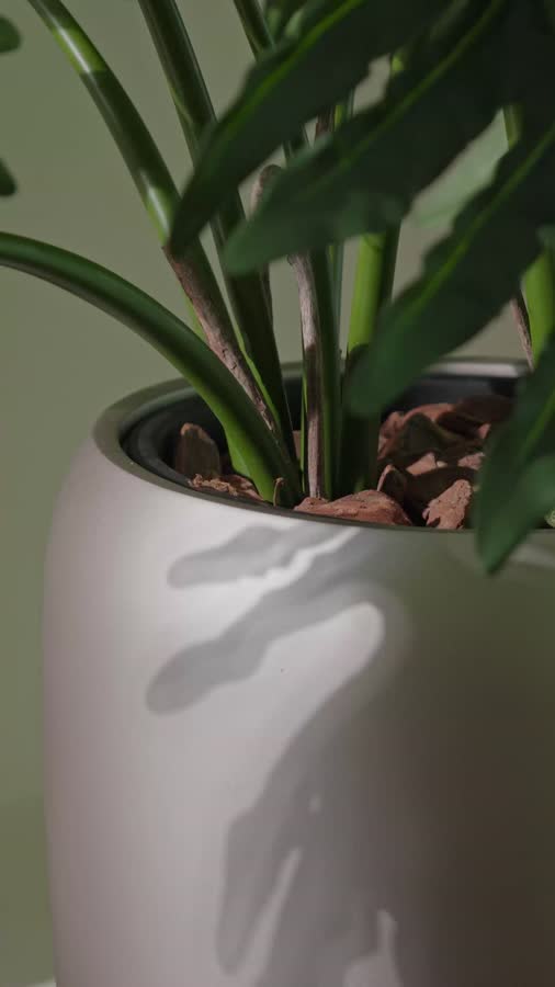 Филодендрон Селло Литл куст фото