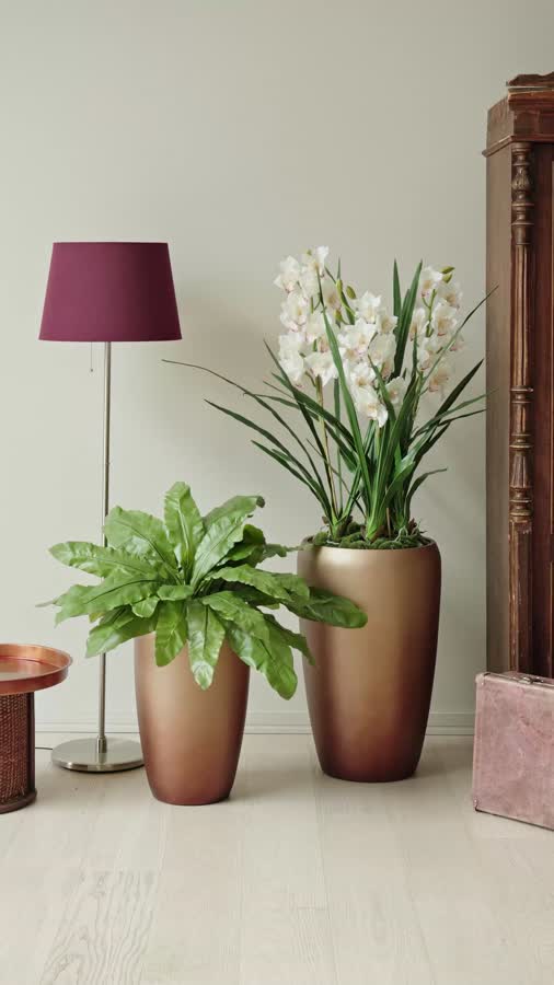 Орхидея Цимбидиум куст белый 3 ветки с имитацией земли (без кашпо) фото